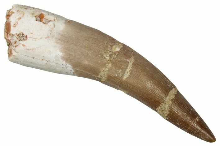 Fossil Plesiosaur (Zarafasaura) Tooth - Morocco #354687